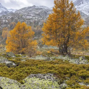 Larch trees (Larix) in autumn in front of mountain peaks with snow Larch trees (Larix) in autumn in front of mountain peaks with snow
