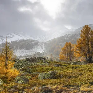 Larch trees (Larix) in autumn in front of mountain peaks with snow Larch trees (Larix) in autumn in front of mountain peaks with snow