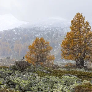 Larch trees (Larix) in autumn in front of mountain peaks with snow Larch trees (Larix) in autumn in front of mountain peaks with snow