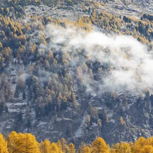 Larchenwald Larix) in autumn weather on the mountain Larchenwald Larix) in autumn weather on the mountain