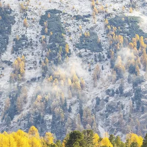 Larchenwald Larix) in autumn weather on the mountain Larchenwald Larix) in autumn weather on the mountain