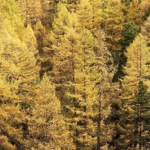 Larches in autumn