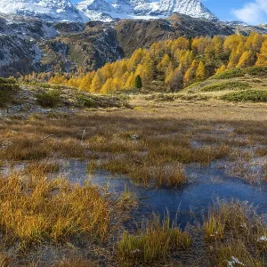 Larches (Larix) in autumn in front of mountain peaks Larches (Larix) in autumn in front of mountain peaks