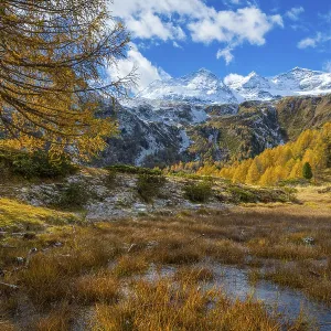 Larches (Larix) in autumn in front of mountain peaks with snow Larches (Larix) in autumn in front of mountain peaks with snow