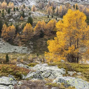 Larches (Larix) in autumn with snow Larches (Larix) in autumn with snow
