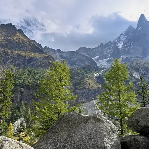 Larches stand in rocky terrain Larches stand in rocky terrain