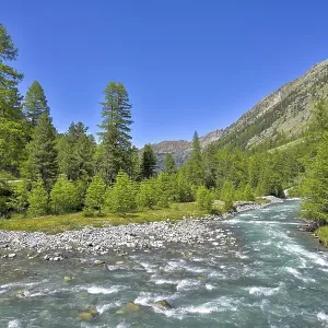 Larchesforest( Larix), on the river Roseg