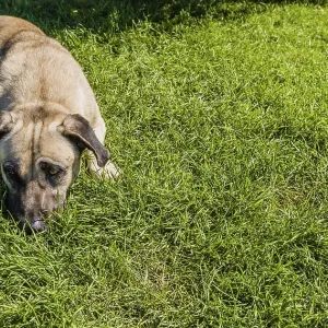 Large brown dog in grass on sunny day on Princess Island in Turkey Large brown dog in grass on sunny day on Princess Island in Turkey