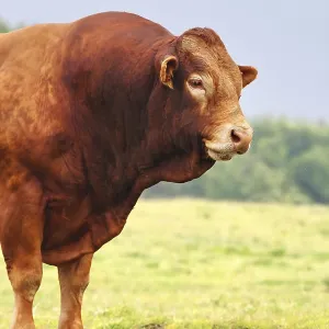 Large Brown Ox Print: Majestic Landscape Large Brown Ox Print: Majestic Landscape