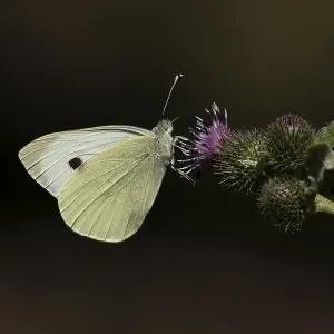 Large Cabbage White Butterfly Print, England Summer Large Cabbage White Butterfly Print, England Summer