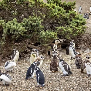 Large cluster of penguins surrounded by shrubs