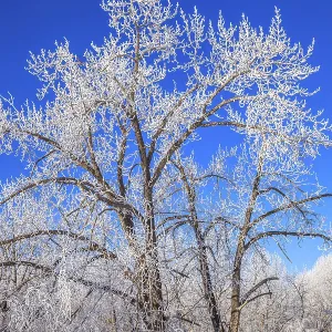 Large cottonwood trees covered in bright white hoar frost on a clear winter morning with a clear blue sky Large cottonwood trees covered in bright white hoar frost on a clear winter morning with a clear blue sky