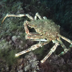 A large crab, spider crab (Maja squinado)