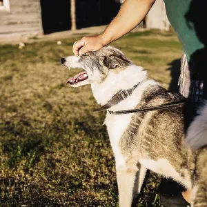 A large dog being petted by a person in a sunlit outdoor area A large dog being petted by a person in a sunlit outdoor area