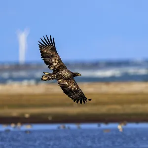 A large eagle flies along the coast near a wind turbine A large eagle flies along the coast near a wind turbine