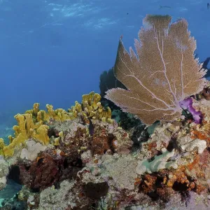A large fan coral, Venus fan (Gorgonia ventalina)