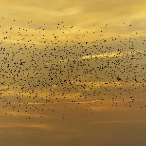 A large flock of birds flying in front of an orange sky at sunset