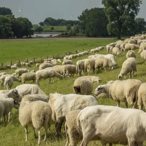 A large flock of sheep grazes on a green pasture on the rural riverbank