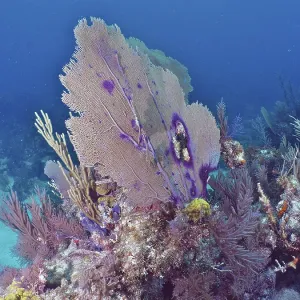 A large gorgonian, Common sea fan (Gorgonia ventalina)