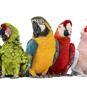 Large group of many different exotic pet birds