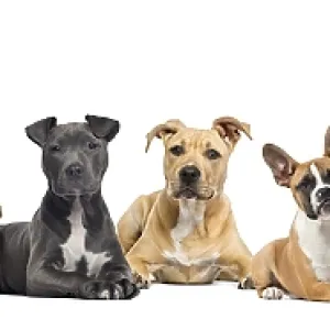 Large group of puppies dogs, in a row lying down and facing at the camera