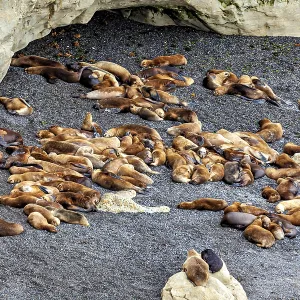 Large group of sea lions relaxing near a rocky cave