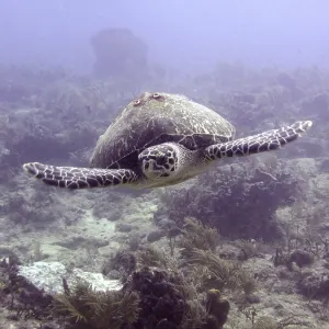 A large Hawksbill sea turtle (Eretmochelys imbricata imbricata) swims through the underwater world of a reef