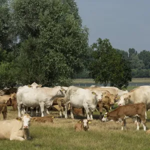 A large herd of cows grazes on a wide pasture area flanked by large trees A large herd of cows grazes on a wide pasture area flanked by large trees