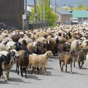 Large herd of goats and sheep wandering through a village on a road with some people and cars in the background Large herd of goats and sheep wandering through a village on a road with some people and cars in the background