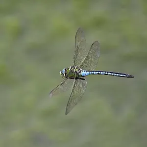 Large king dragonfly (Anax imperator) Large king dragonfly (Anax imperator)
