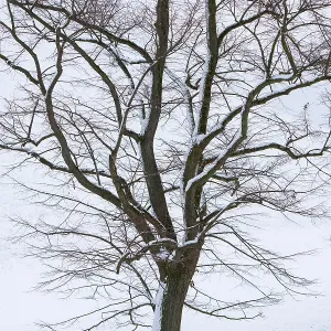 Large-leaved linden (Tilia platyphyllos) in the snow