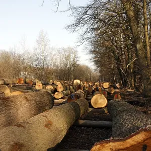 Large logs, southern Palatinate region Large logs, southern Palatinate region
