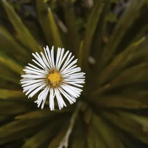 Large mountain daisy (Celmisia) growing in alpine habitat at Arthur's Pass in the Southern Alps