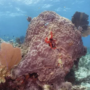 A large mountainous star coral (Orbicella faveolata) in an underwater landscape with bright colours