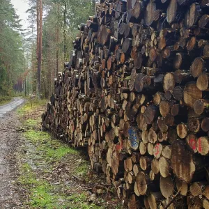 Árboles caídos en un bosque de pino junto a un sendero forestal cerca del parque natural Franconia. Árboles caídos en un bosque de pino junto a un sendero forestal cerca del parque natural Franconia.