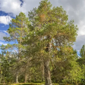 Large pine forest under blue sky with white clouds Large pine forest under blue sky with white clouds