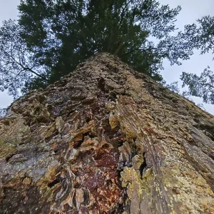 Arbol de pino grande (pinus) desde la perspectiva de una rana con vista hacia las copas del árbol. Arbol de pino grande (pinus) desde la perspectiva de una rana con vista hacia las copas del árbol.