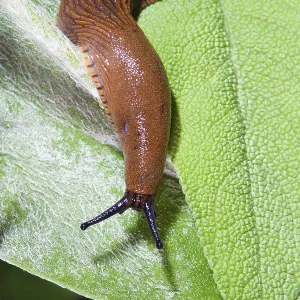 Large Red Slug on Green Leaf Print, Bavaria, Germany