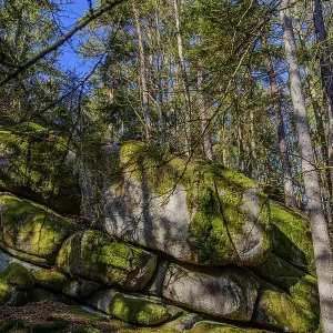 Large rocks with moss in a forest surrounded by trees Large rocks with moss in a forest surrounded by trees