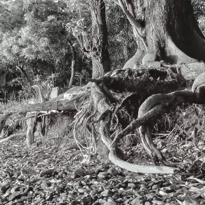 Large roots of a tree spreading around rocks in the forest in black and white Large roots of a tree spreading around rocks in the forest in black and white