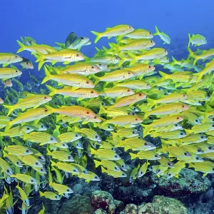 Large school of blue-striped snapper (Lutjanus kasmira)