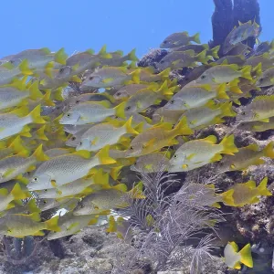 A large school of yellow fish, schoolmaster snapper (Lutjanus apodus)