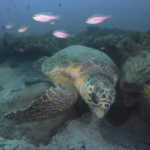 A large sea turtle, Loggerhead sea turtle (Caretta caretta) A large sea turtle, Loggerhead sea turtle (Caretta caretta)