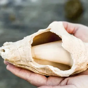 Large shell held in hands showing smooth Large shell held in hands showing smooth