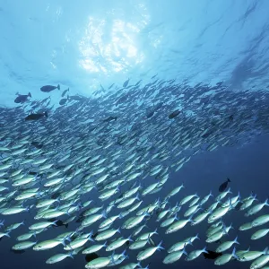 Large Shoal of Multistriped Fusiliers Print