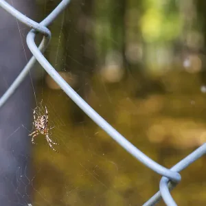 A large spider sits on a web in the forest A large spider sits on a web in the forest