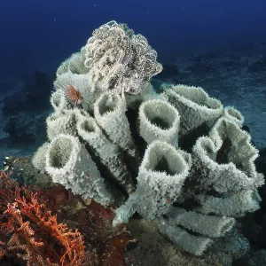 Large spiny tube sponge (Callyspongia (Cladochalina) aerizusa) on the seabed Large spiny tube sponge (Callyspongia (Cladochalina) aerizusa) on the seabed