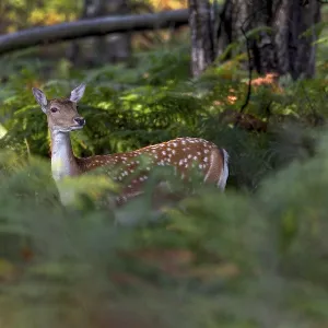 Large stands of bracken provide good cover for this fallow deer (Dama dama)