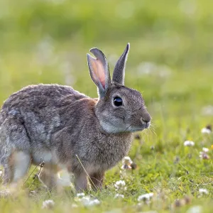 A large tear in the ear suggests that serious fights can occur between wild rabbits (Oryctolagus cuniculus) A large tear in the ear suggests that serious fights can occur between wild rabbits (Oryctolagus cuniculus)