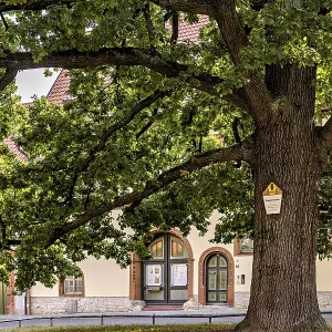 Large tree next to a historic half-timbered building Large tree next to a historic half-timbered building